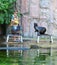 Moscow zoo. Zookeeper feeds female with baby northern fur seals Callorhinus ursinus