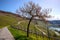 Mosel River and Vineyards Landscape at Piesport Rheinland Pfalz