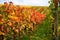 Mosel Vineyards region in autumn in Germany .