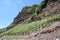 Mosel vinyards between limestone cliffs