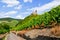 Moselle Valley Germany: View to vineyards and ruins of Landshut castle near Bernkastel-Kues