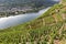 Moselle vineyards