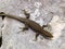 mosor rock lizard, Dinarolacerta mosorensis, Archaeolacerta mosorensis, Lacerta mosorensis