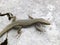 mosor rock lizard, Dinarolacerta mosorensis, Archaeolacerta mosorensis, Lacerta mosorensis