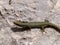 mosor rock lizard, Dinarolacerta mosorensis, Archaeolacerta mosorensis, Lacerta mosorensis