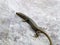 mosor rock lizard, Dinarolacerta mosorensis, Archaeolacerta mosorensis, Lacerta mosorensis