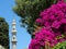 Mosque and a bougainvillea