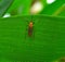 Mosquito in bamboo leaf