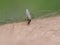 A mosquito bites a man`s hand. Close-up, selective focus, blurry background. Malaria, disease, insects