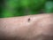 Mosquito biting in the arm