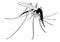 Mosquito bug fly wing sting Contagion infection