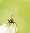 Mosquito on a dandelion