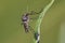 Mosquito female resting on the grass.