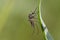 Mosquito female resting on the grass.