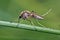 Mosquito female resting on the grass.