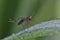 Mosquito female resting on the grass, covered with dew drops