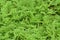 Mosquito fern, fairy moss, freshwater aquatic Azolla