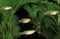 Mosquito Fish, gambusia affinis aquarium