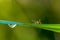 Mosquito on the grass covered with the sun and blurred rain drops with reflection. with a blurred green background