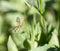 Mosquito in the grass outdoors. macro