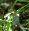 Mosquito in the grass outdoors. macro