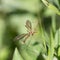 Mosquito in the grass outdoors. macro