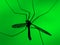 Mosquito on green background