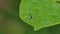 Mosquito on green leaf in tropical rain forest.