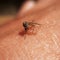 A mosquito on a human hairy arm is trying to bite. close-up image in camera