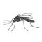 Mosquito illustration on white background