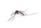 Mosquito isolated on white background