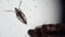 A mosquito larva pokes Daphnia`s nose in close-up