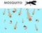 Mosquito larva under the water before becoming adult are mosquitoes and come up to live on land. Mosquito larvae before the adult.