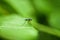 Mosquito on leaf