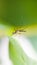 Mosquito on leaf