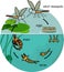 Mosquito life cycle. Sequence of stages of development of mosquito from egg to adult insect in the pond