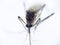 Mosquito - Nematocera, Culicidae