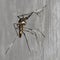 Mosquito perched on a cement wall