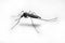 mosquito perched on white wall