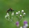 A mosquito perches on a small flower