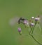 A mosquito perches on a small flower