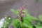 Mosquito plant, Agastache cana