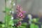 Mosquito plant, Agastache cana