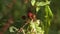 A mosquito resting on a raspberry leaf