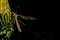 A mosquito sits on a dandelion. Tipulidae - Diptera