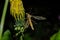 A mosquito sits on a dandelion  Tipulidae - Diptera