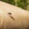 Mosquito sits on a human body and drinks blood