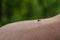 Mosquito sits on mans hand and drinks human blood on green background. Hungry midge on the skin bites out of person. A danger for