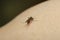 A mosquito sits on a person\\\'s arm and drinks blood.Insect pests