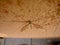 Mosquito sitting on brown wall, front view